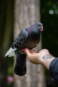 Pigeon eating nuts from hand