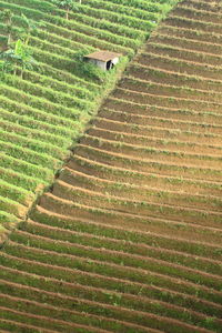 High angle view of rice field