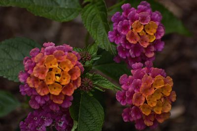 Close-up of flowering plants