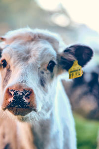 Close-up of goat