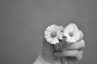 Close-up of hand holding flowers against black background