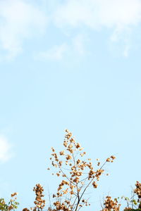 Low angle view of cherry blossom against blue sky