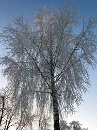 Low angle view of tree against sky