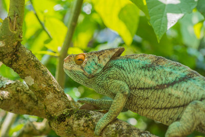 Close-up of lizard on tree