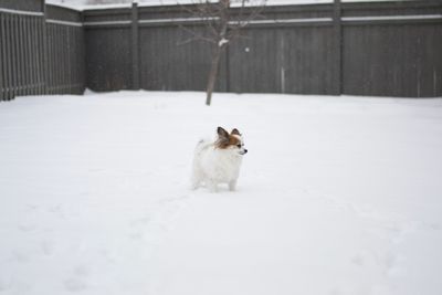 Dog on snow covered landscape