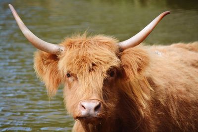 Close-up of cow standing in water