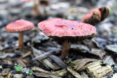 Close-up of mushrooms on field