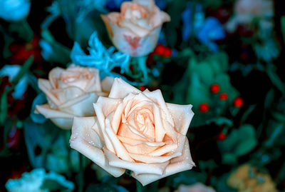 Close-up of rose bouquet