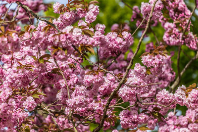 Close-up of pink flowers