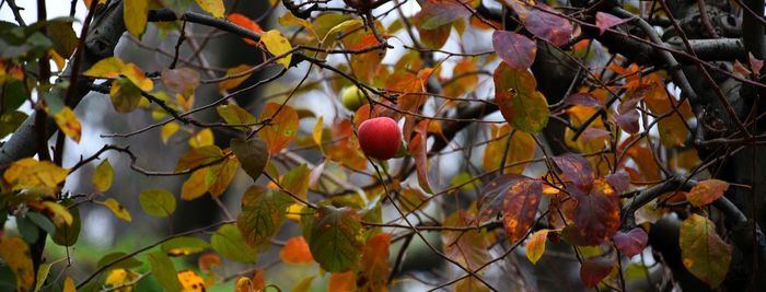 Close-up of fruits growing on tree during autumn
