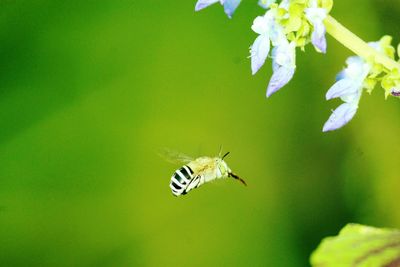 Close-up of insect on leaf