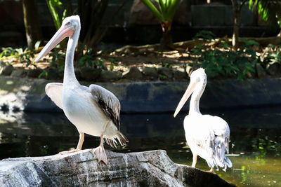 Pelicans perching on rock