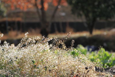 Close-up of flowering plant on land