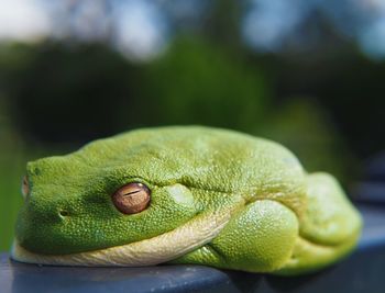 Close-up of green frog on railing