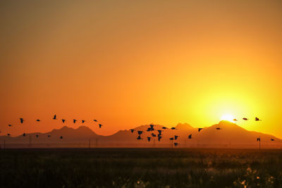 Silhouette birds flying over landscape against orange sky