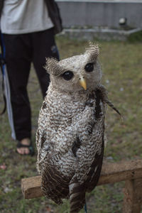 Close-up of owl