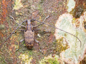 Close-up of lizard on tree