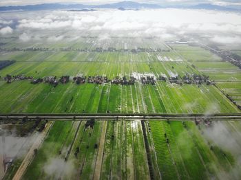 High angle view of green paddy field