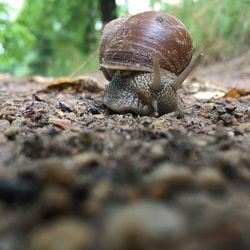 Close-up of snail on ground