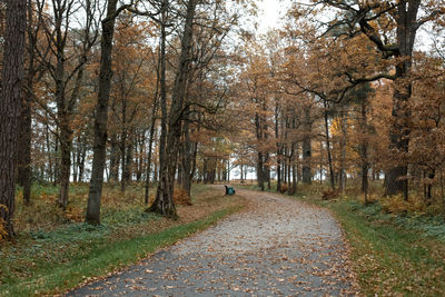 Footpath amidst trees in forest during autumn