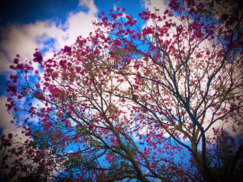 Low angle view of flowering tree against sky