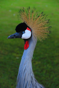 Close-up of bird against blurred background