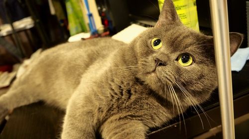 Close-up portrait of cat