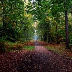 Road passing through forest
