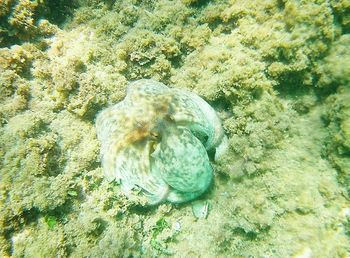 High angle view of turtle in sea