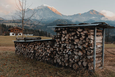 Stack of logs in forest