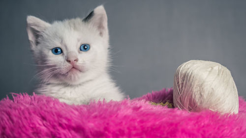 Close-up portrait of cute kitten