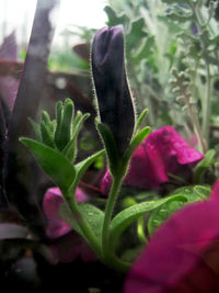 Close-up of pink flowers