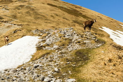 View of a horse on rock