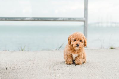 Portrait of a dog on the sea