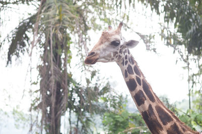 Close-up of giraffe against trees