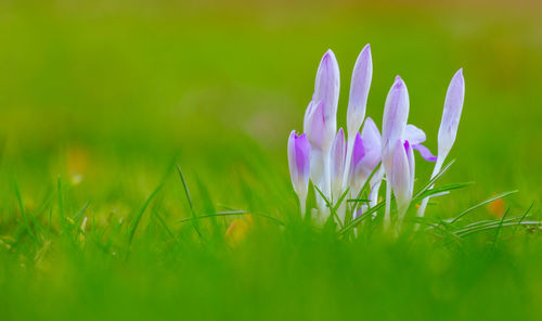 Close-up of purple crocus flowers on field