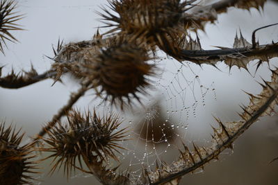 Close-up of spider web on plant against sky