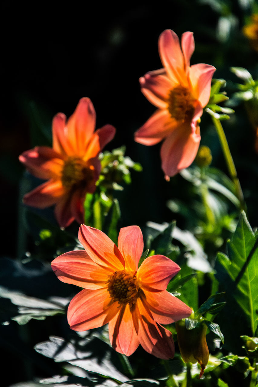 CLOSE-UP OF RED FLOWER