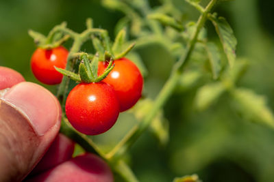 Close-up of cherries on plant