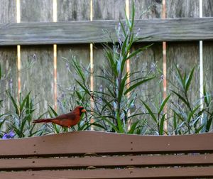 Close-up of bird perching on wood