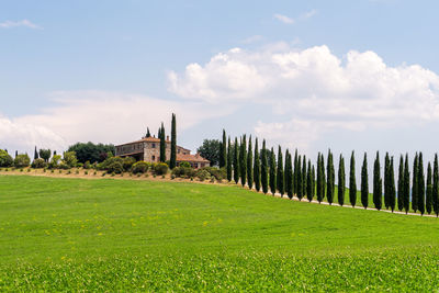 Trees on field against sky