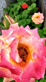 Close-up of pink flower