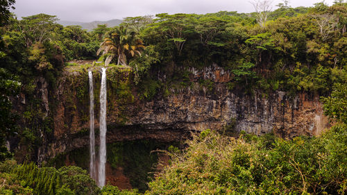 Scenic view of forest