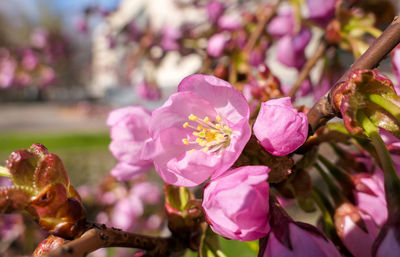 Close-up of pink flowering plant