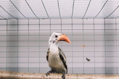 Close-up of bird in cage