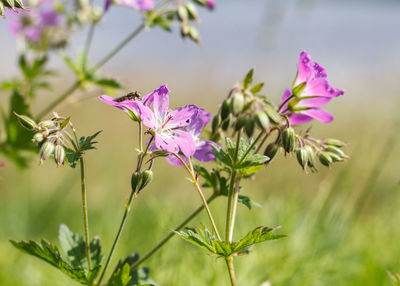 Close-up of purple flowers blooming outdoors