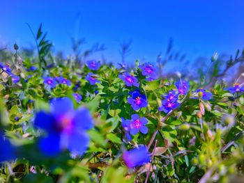 Close-up of purple flowering plants on field