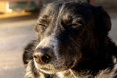 Close-up portrait of a dog