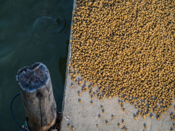 High angle view of food on pier over lake