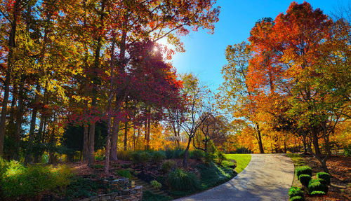 Road amidst trees during autumn